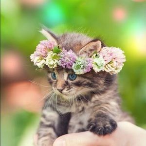 Meet your Posher, Dianna